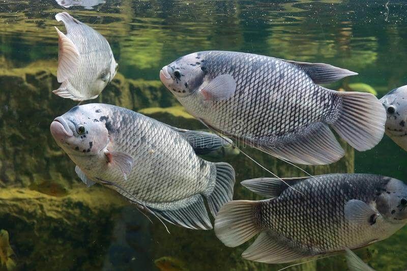 Kategori Ikan Guramih