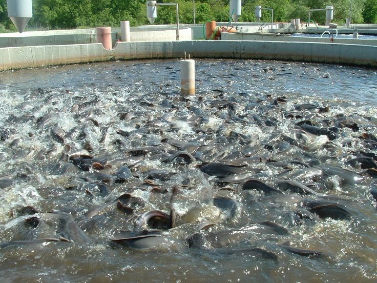 Kategori Ikan Lele