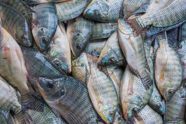 Kategori Ikan Nila
