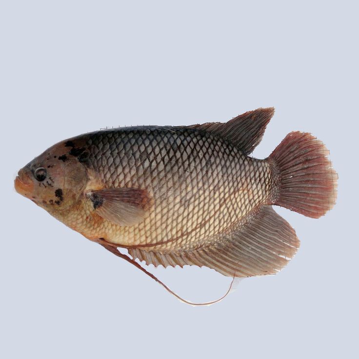 Ikan Guramih